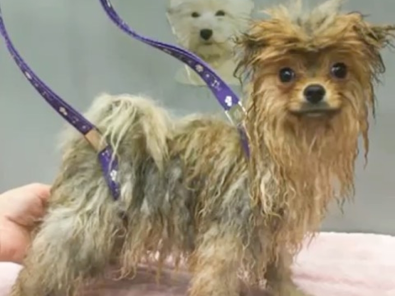 Este cachorrito es Tous y tuvo su primer bano en Can Xiu Xiu. Tiene 4 meses y INSTAGRAM