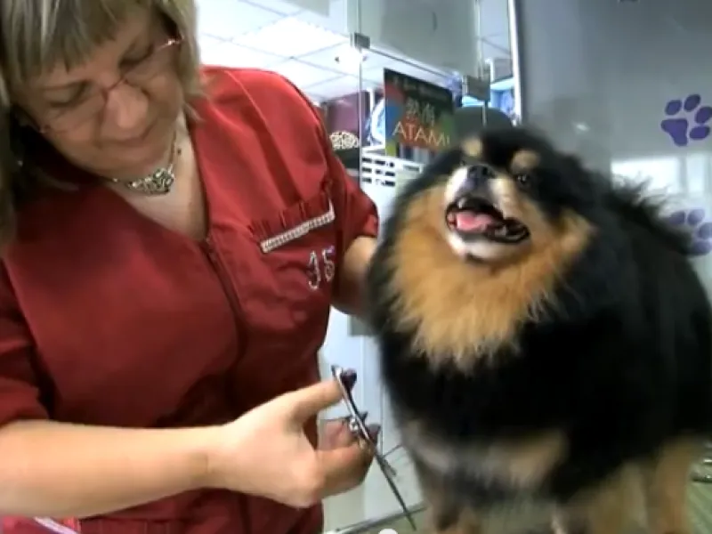 Vídeos de peluquería canina 