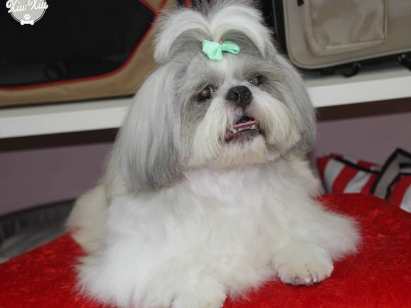 Vídeos de peluquería canina 