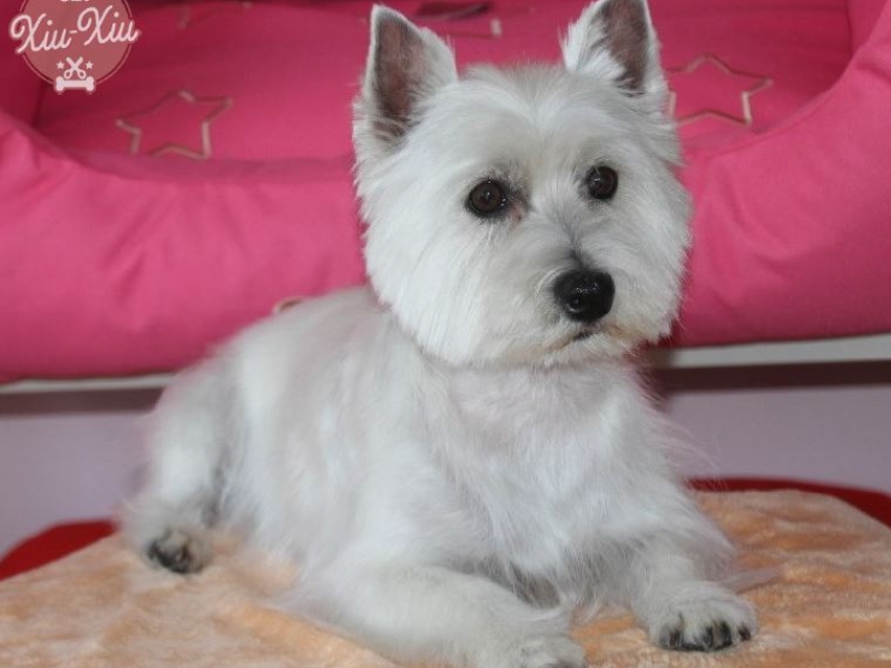 Vídeos de peluquería canina 