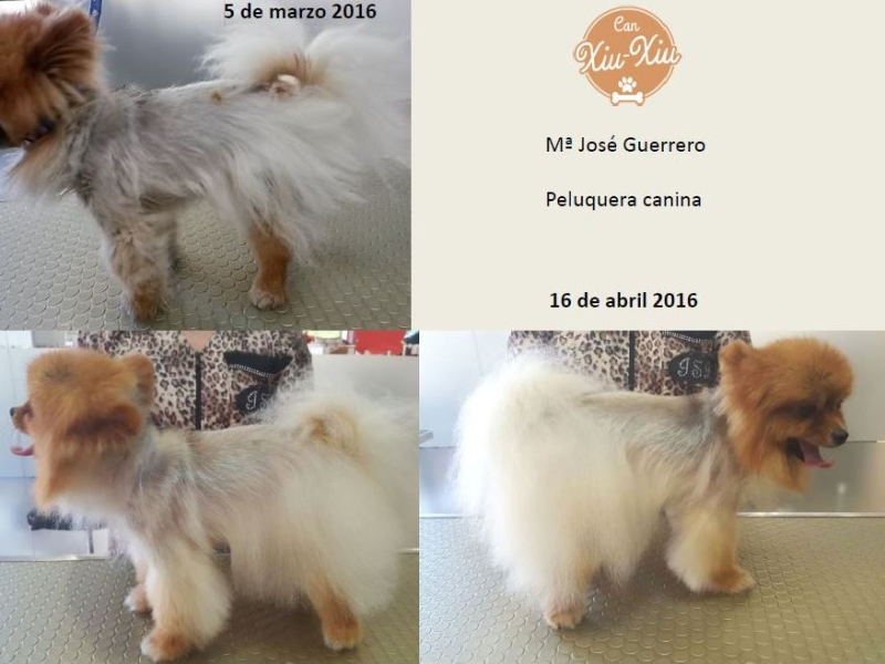 Vídeos de peluquería canina 