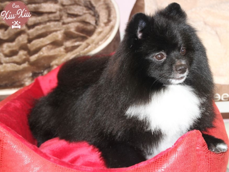 Vídeos de peluquería canina 