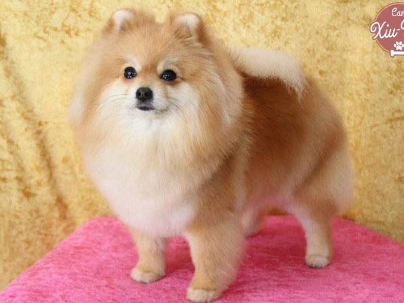Vídeos de peluquería canina 