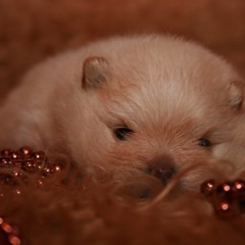 El Kennel: Cachorros 