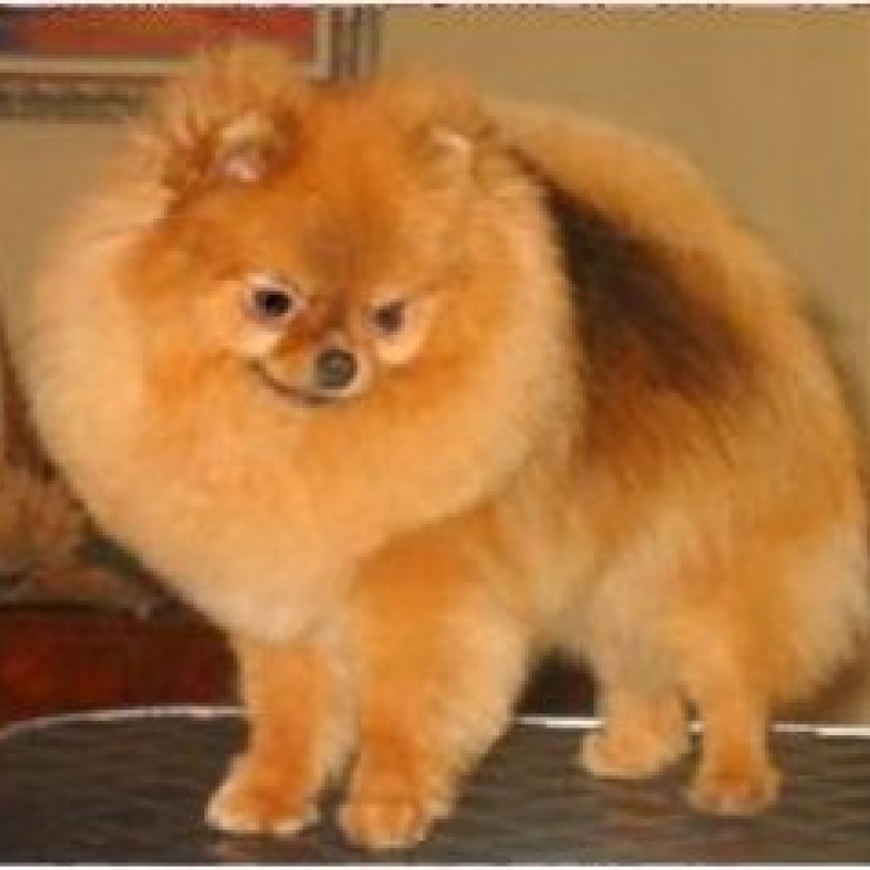 El Kennel: Hembras 