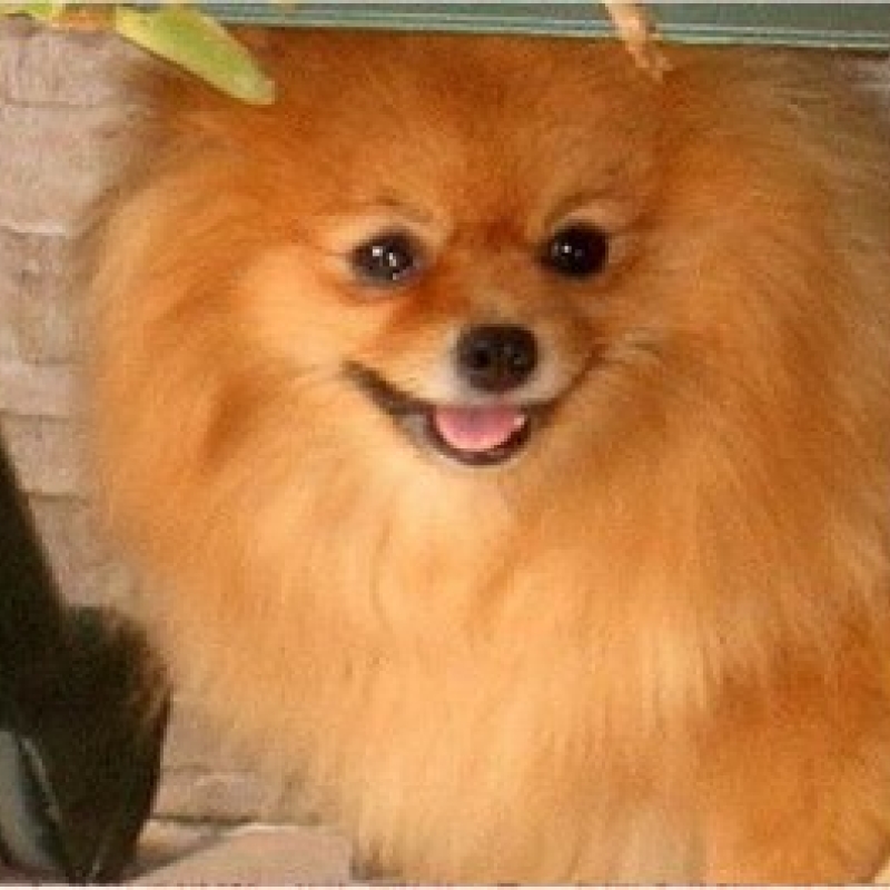 El Kennel: Hembras 