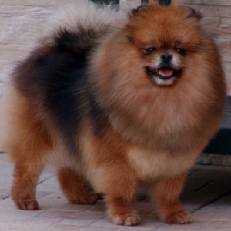 El Kennel: Hembras 