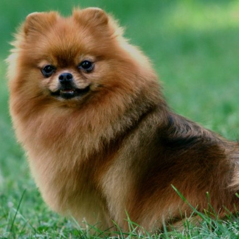 El Kennel: Hembras 