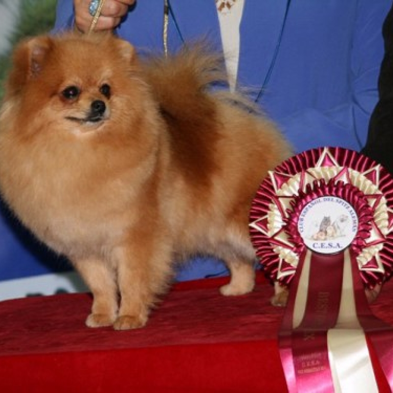 El Kennel: Hembras 