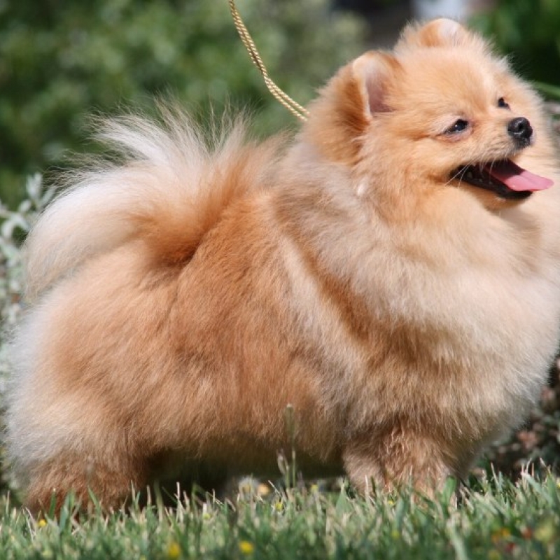 El Kennel: Hembras 