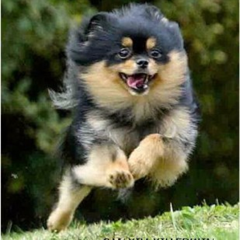 El Pomerania 