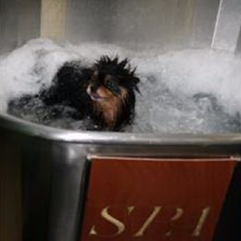 SPA Canino 