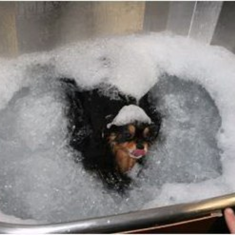 SPA Canino 