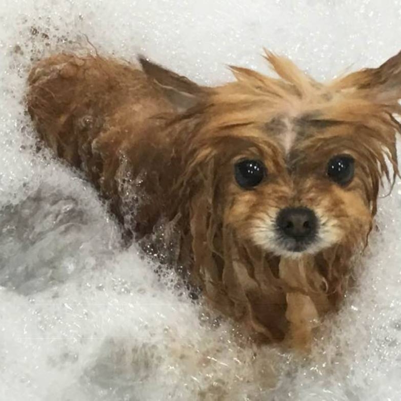 SPA Canino 