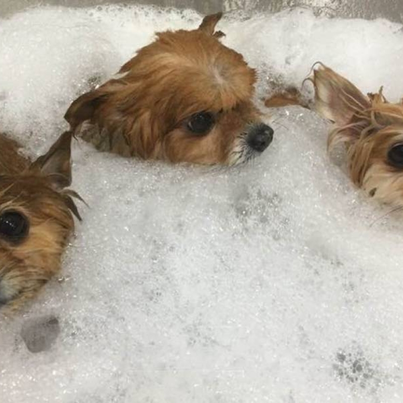 SPA Canino 