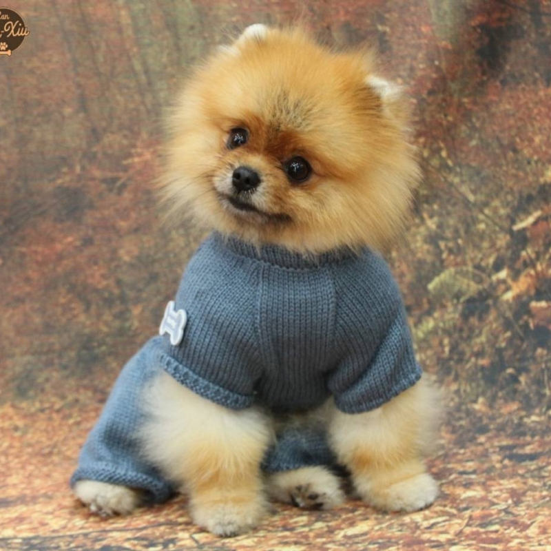 Modelos de 4 patas