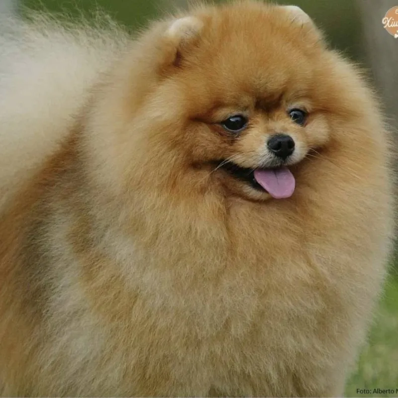 POMERANIA