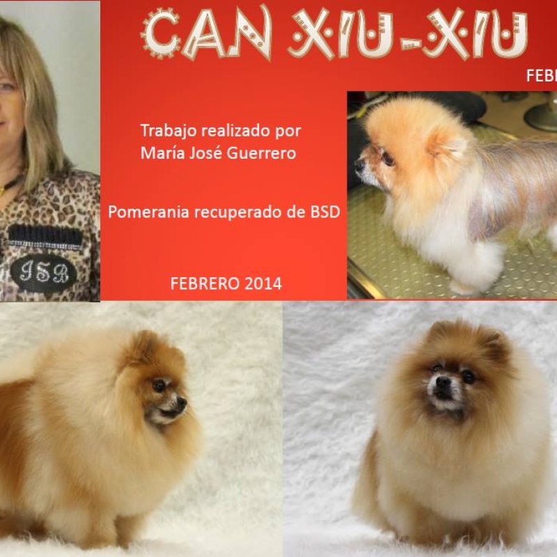 TRATAMIENTO POMERANIA ALOPECIA X