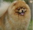 POMERANIA 
