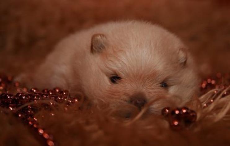 El Kennel: Cachorros 
