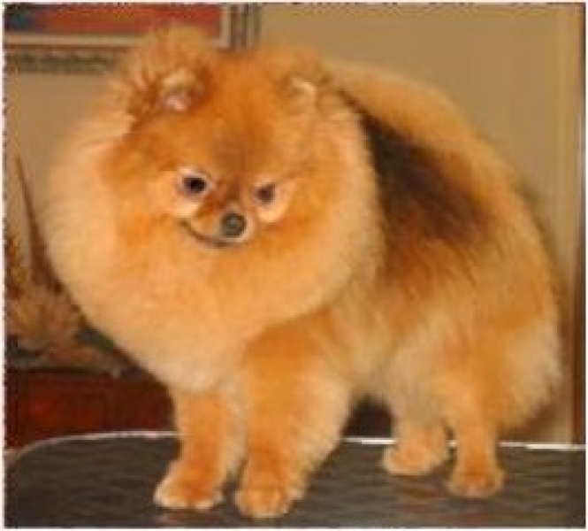 El Kennel: Hembras 