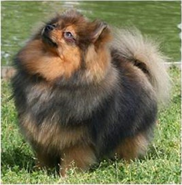 El Kennel: Hembras 