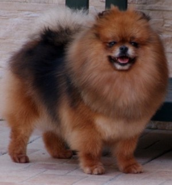 El Kennel: Hembras 