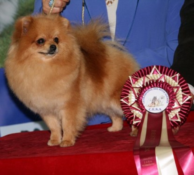 El Kennel: Hembras 