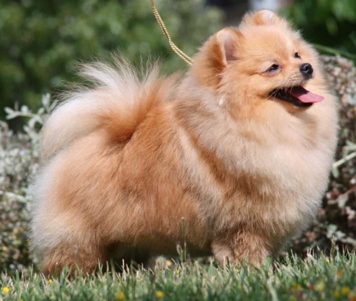 El Kennel: Hembras 
