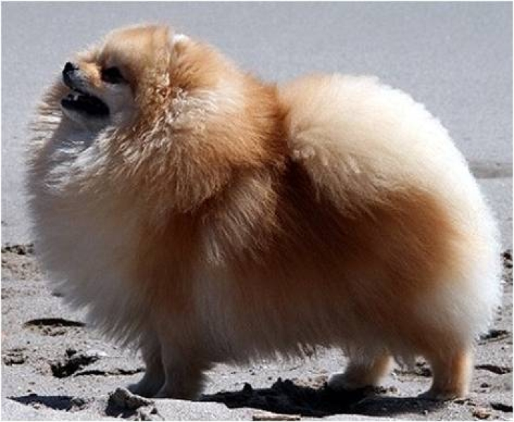 Tous perro hotsell