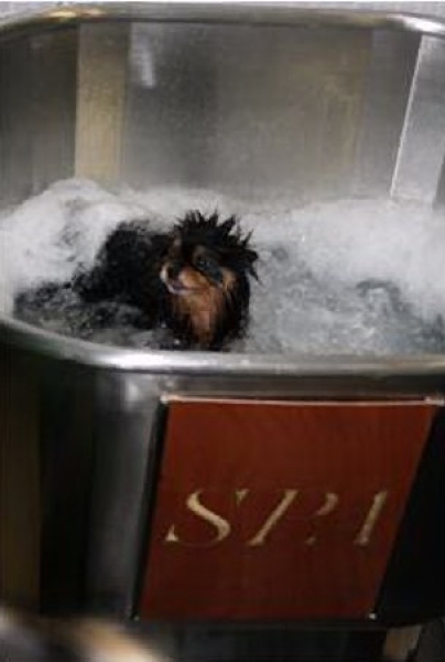 SPA Canino 