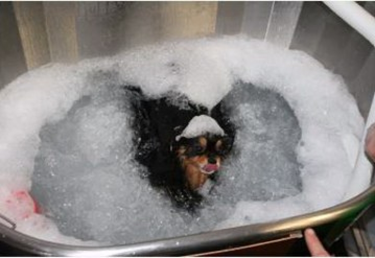 SPA Canino 