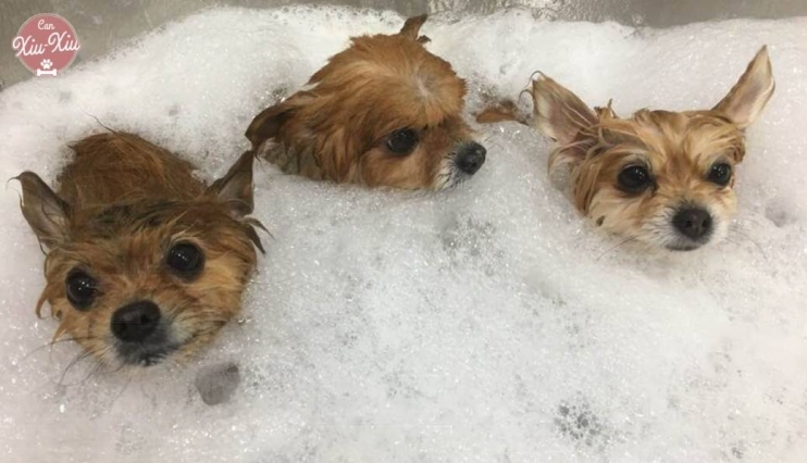 SPA Canino 