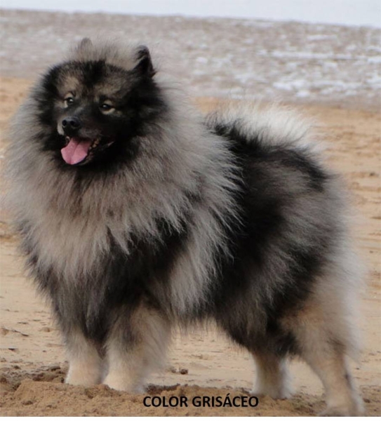 hay una raza de perro llamada spitz
